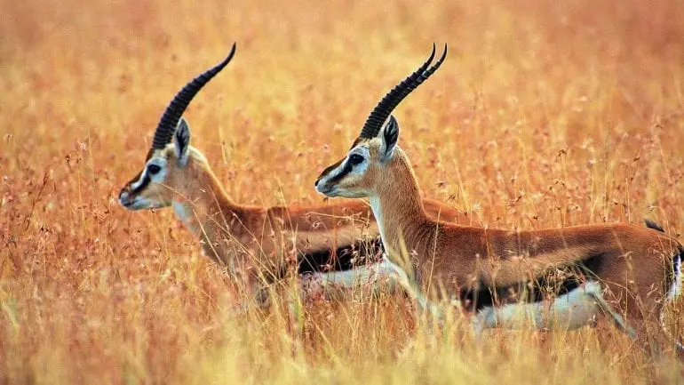 tibetan_antelope-1920x1080