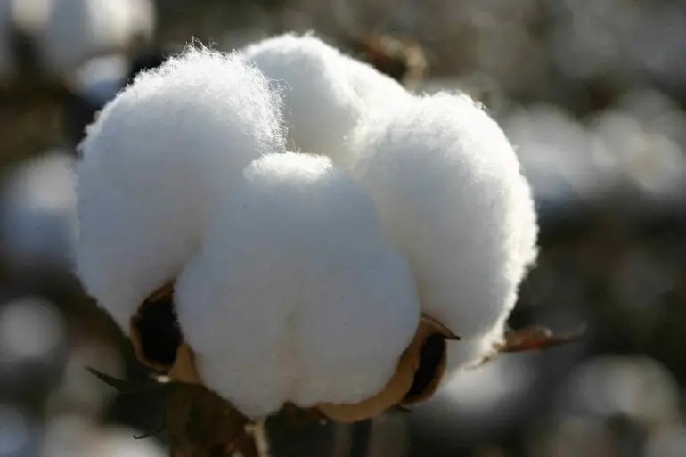 peruvian-fashions-cotton