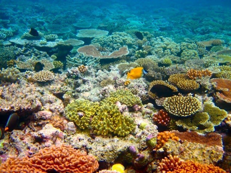 mara bariera de corali