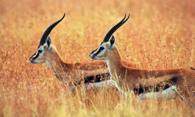 Comorile din Kashmir