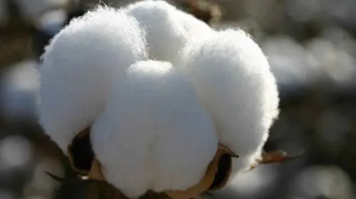 Bumbacul egiptean – Celălalt tezaur al Văii Nilului