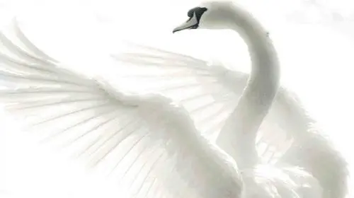 Lacul Lebedelor, la Opera Națională București