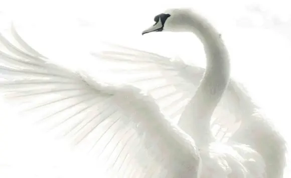 Lacul Lebedelor, la Opera Națională București