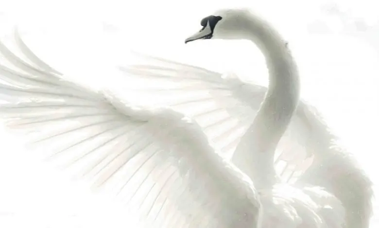 Lacul Lebedelor, la Opera Națională București