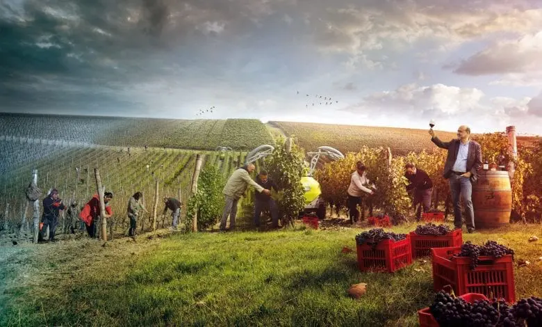 ALIRA: arta vinurilor de poveste