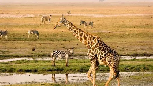 Top 5 destinații de safari