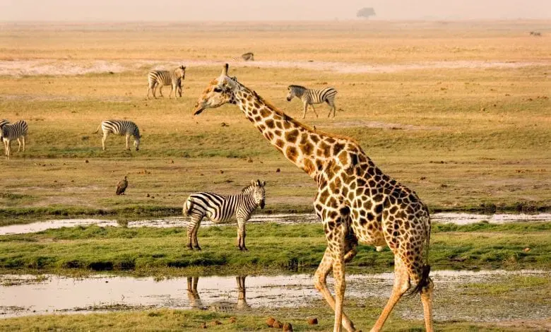 Top 5 destinații de safari