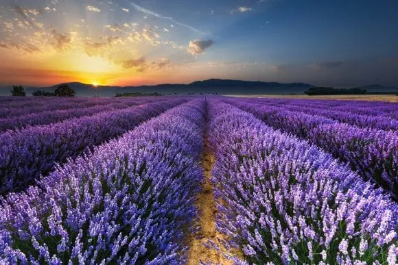 Top 10 Flower Destinations in the World