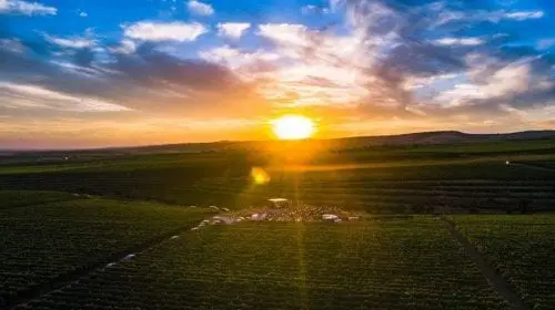 MAUVE Wine Experience III – Festival de muzică și film în via Tohani România