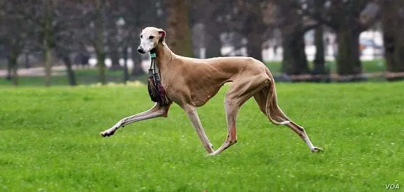 9 rase de câini statement