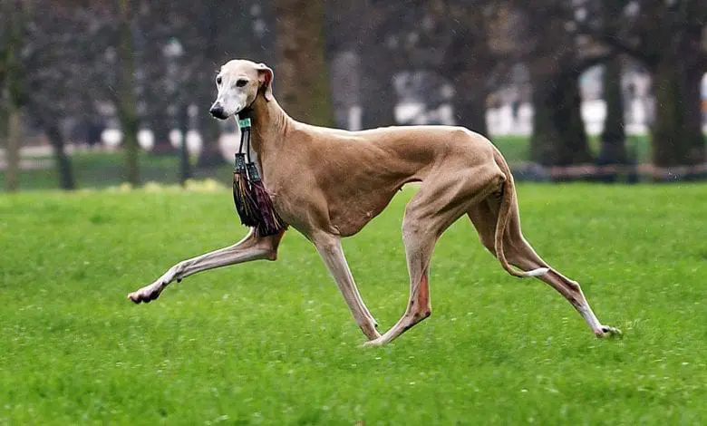 9 rase de câini statement