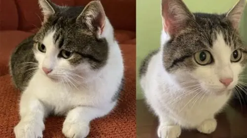 O pisică din Rusia, scoasă la vânzare pentru 320.000 de dolari