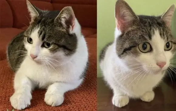 O pisică din Rusia, scoasă la vânzare pentru 320.000 de dolari