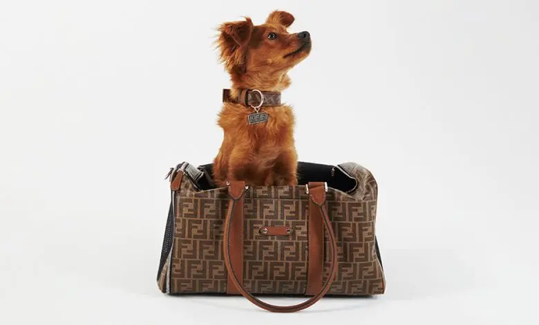Fendi dezvăluie o nouă colecție de călătorii de lux pentru patrupedul tău