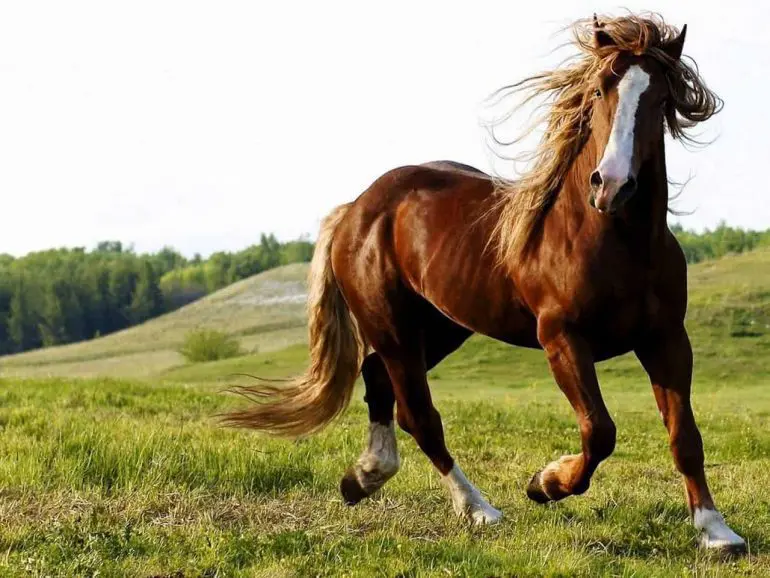Thoroughbred Horse