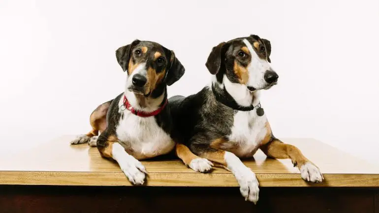 Cloned Dog