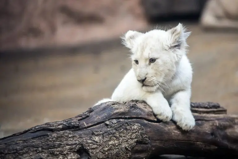 White Lion Cub
