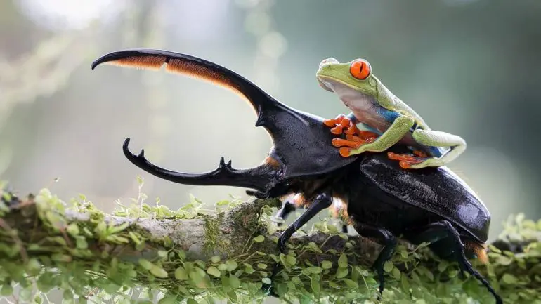 Stag Beetle
