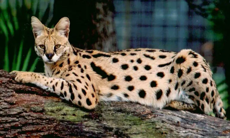 Savannah Cat
