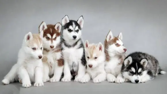 Top 10 cele mai scumpe animale de companie