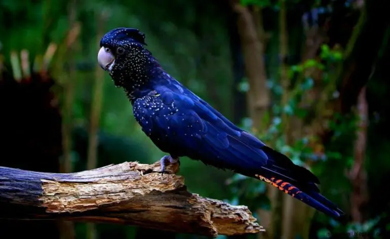 Palm-Cockatoo