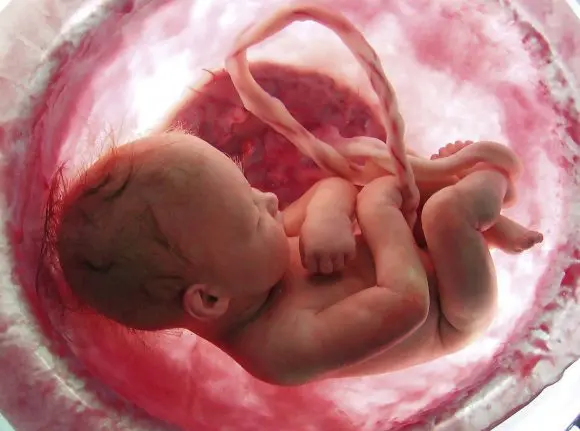 Placenta – legătura dintre  mamă și bebe. Despre  recoltare și potențialul terapeutic