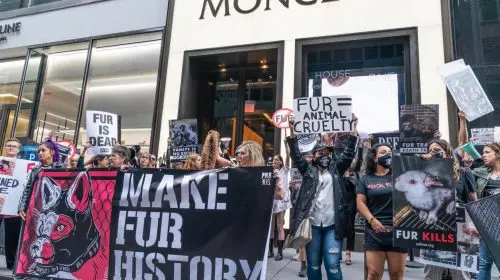 Casa de modă italiană Moncler se angajează să renunțe la blana naturală din 2024