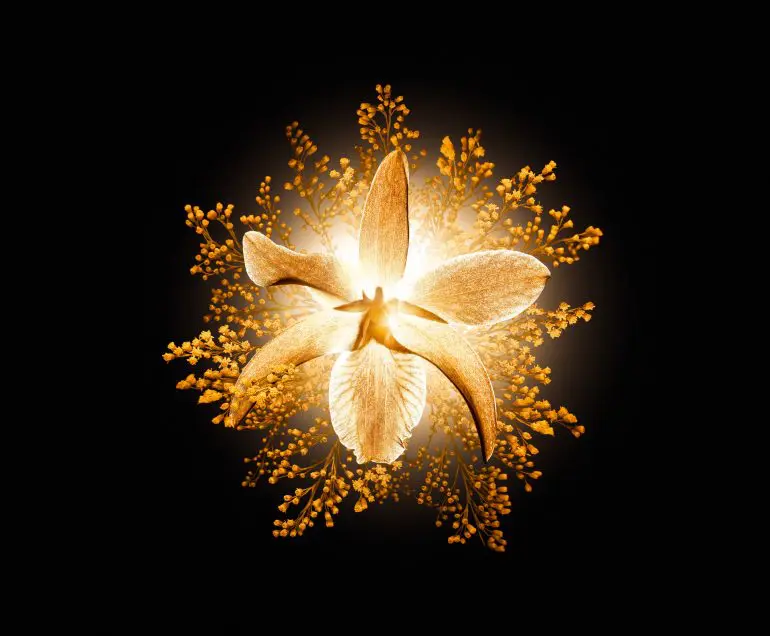 SUBLIMAGE L’Essence Fondamentale Yeux