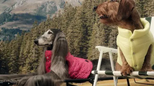 Moncler lansează o colecție de îmbrăcăminte pentru câinele tău