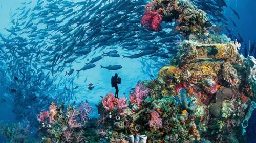 7 aventuri subacvatice fantastice de experimentat în jurul lumii