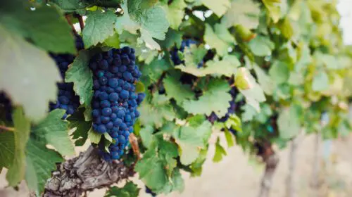 Crama Domeniile Alexandrion Rhein 1892 folosește metode ecologice de protecție a viței de vie și își propune să producă, exclusiv, vinuri fără pesticide