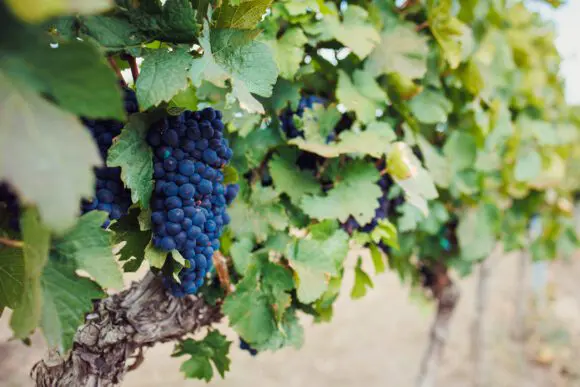 Crama Domeniile Alexandrion Rhein 1892 folosește metode ecologice de protecție a viței de vie și își propune să producă, exclusiv, vinuri fără pesticide