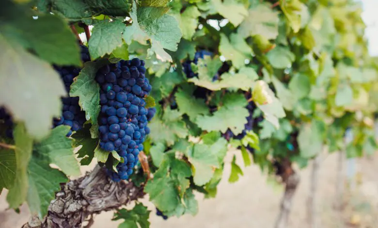 Crama Domeniile Alexandrion Rhein 1892 folosește metode ecologice de protecție a viței de vie și își propune să producă, exclusiv, vinuri fără pesticide