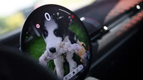 Caravană pentru protecția animaleor: Noile modele MINI în vizită la „Urme de Bucurie“