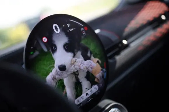 Caravană pentru protecția animaleor: Noile modele MINI în vizită la „Urme de Bucurie“