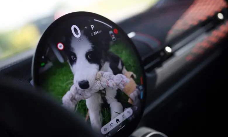 Caravană pentru protecția animaleor: Noile modele MINI în vizită la „Urme de Bucurie“