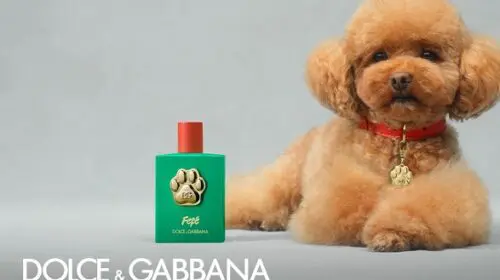 Dolce & Gabbana lansează un parfum pentru câini