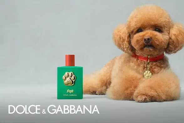 Dolce & Gabbana