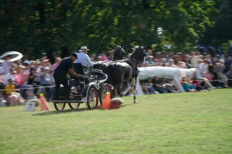 Karpatia Horse Show este un eveniment unic în România