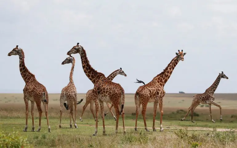 Kenya