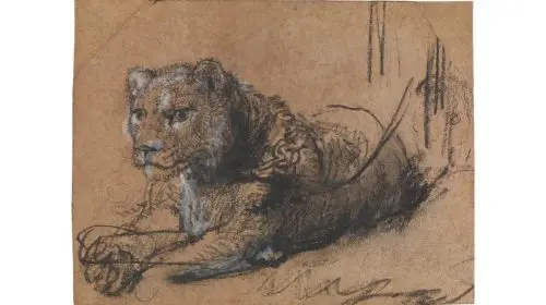 Desenul Young Lion Resting al lui Rembrandt va fi scos la vânzare anul viitor