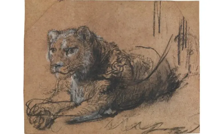 Desenul Young Lion Resting al lui Rembrandt va fi scos la vânzare anul viitor
