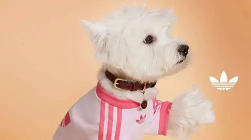 Adidas Original Pets: O colecție dedicată animalelor de companie