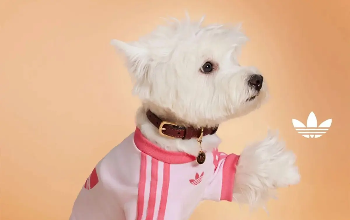 adidas pets