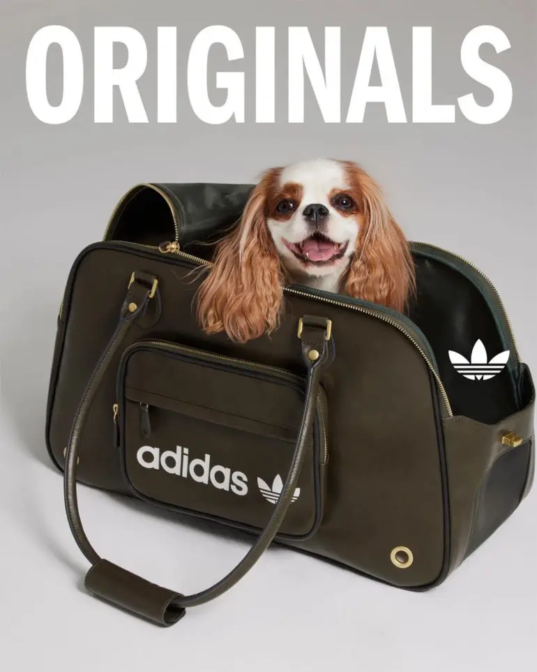 adidas pets