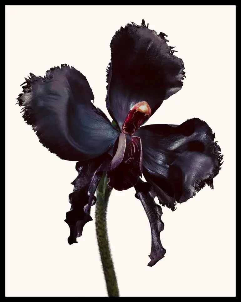 Tom Ford Black Orchid