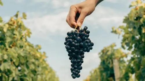 Podgoriile Château Rauzan-Ségla și Château Canon sărbătoresc 30 de ani de tradiție alături de casa de modă Chanel