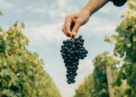 Podgoriile Château Rauzan-Ségla și Château Canon sărbătoresc 30 de ani de tradiție alături de casa de modă Chanel