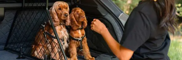 Bentley lansează o linie de accesorii pentru câini pentru modelul Bentayga