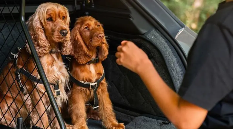 Bentley lansează o linie de accesorii pentru câini pentru modelul Bentayga